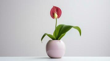 Photo of Ladys Slipper flower in pot isolated on white background. Generative AI