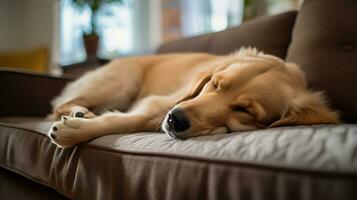 Photo of a sleepy dog cozily snuggles on a comfy couch in a cozy living room. Generative AI