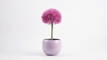 Photo of Flowering Onion flower in pot isolated on white background. Generative AI