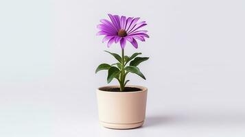 Photo of Osteospermum flower in pot isolated on white background. Generative AI