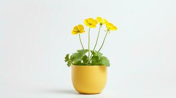 Photo of Buttercup flower in pot isolated on white background. Generative AI