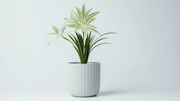 Photo of Spider Lily flower in pot isolated on white background. Generative AI