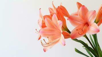 Photo of beautiful Clivia flower isolated on white background. Generative AI