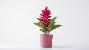 Photo of Celosia flower in pot isolated on white background. Generative AI