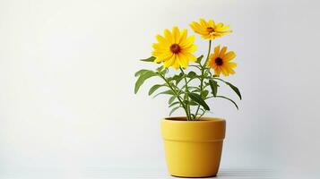 Photo of Coreopsis flower in pot isolated on white background. Generative AI