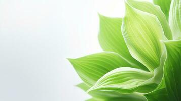 Photo of beautiful Hosta flower isolated on white background. Generative AI