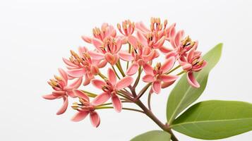 Photo of beautiful Milkweed flower isolated on white background. Generative AI