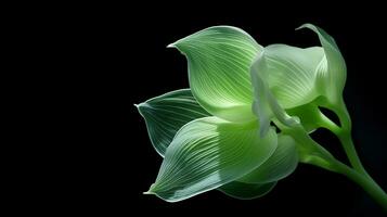 Photo of beautiful Hosta flower isolated on white background. Generative AI