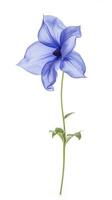 Photo of beautiful Balloon flower isolated on white background. Generative AI