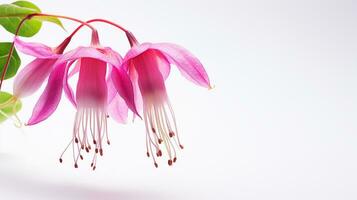 Photo of beautiful Fuchsia flower isolated on white background. Generative AI