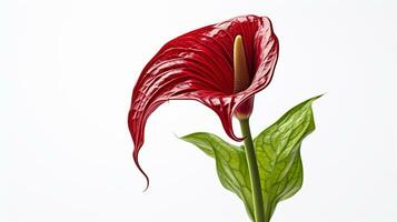 Photo of beautiful Jack-in-the-pulpit flower isolated on white background. Generative AI