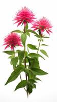 Photo of beautiful Bee Balm flower isolated on white background. Generative AI