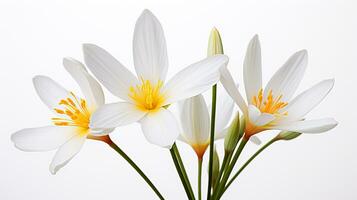 foto de hermosa Zephyranthes flor aislado en blanco antecedentes. generativo ai