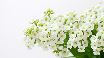 Photo of beautiful Sweet Alyssum flower isolated on white background. Generative AI