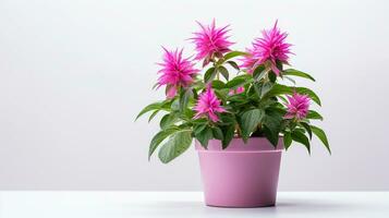 Photo of Monarda flower in pot isolated on white background. Generative AI