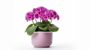 Photo of Primula flower in pot isolated on white background. Generative AI