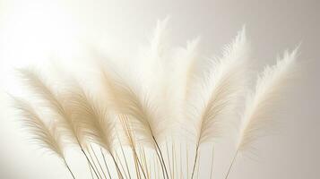 Photo of beautiful Feather Reed Grass flower isolated on white background. Generative AI