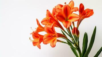 Photo of beautiful Clivia flower isolated on white background. Generative AI