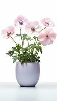 Photo of Anemone flower in pot isolated on white background. Generative AI