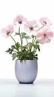Photo of Anemone flower in pot isolated on white background. Generative AI