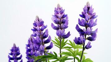 Photo of beautiful Lupine flower isolated on white background. Generative AI