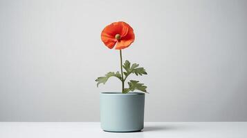 Photo of Poppy flower in pot isolated on white background. Generative AI