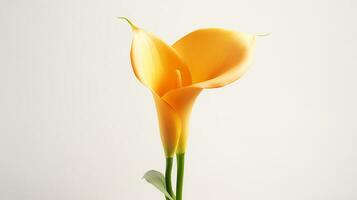 Photo of beautiful Calla Lily flower isolated on white background. Generative AI