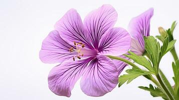 Photo of beautiful Cranesbill flower isolated on white background. Generative AI