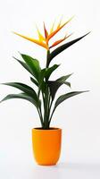 Photo of Bird of Paradise flower in pot isolated on white background. Generative AI