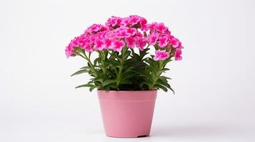 Photo of Sweet William flower in pot isolated on white background. Generative AI