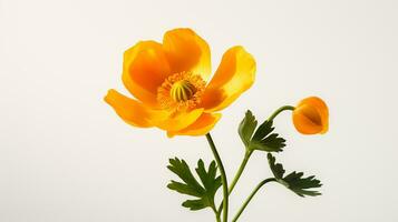 Photo of beautiful Buttercup flower isolated on white background. Generative AI