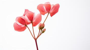 Photo of beautiful Drumstick flower isolated on white background. Generative AI