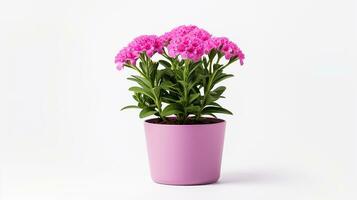 Photo of Sweet William flower in pot isolated on white background. Generative AI