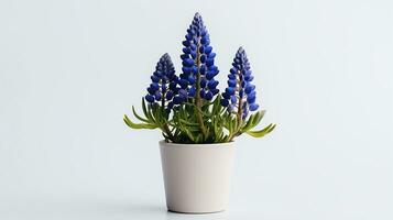 Photo of Bluebonnet flower in pot isolated on white background. Generative AI