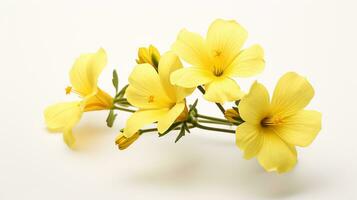 Photo of beautiful Evening Primrose flower isolated on white background. Generative AI