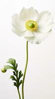 Photo of beautiful Anemone flower isolated on white background. Generative AI