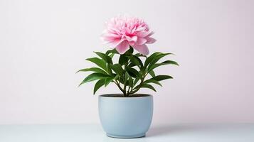 Photo of Peony flower in pot isolated on white background. Generative AI