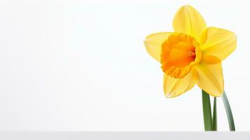 Photo of beautiful Daffodil flower isolated on white background. Generative AI