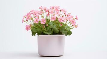 Photo of Saxifrage flower in pot isolated on white background. Generative AI