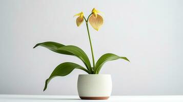 Photo of Ladys Slipper flower in pot isolated on white background. Generative AI