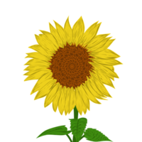 Illustration of a sunflower design. Perfect for poster, website, banner, book cover, invitation, video, sticker or tattoo elements. png