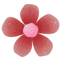 colorato fiori botanico pianta illustrazione trasparente sfondo png
