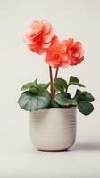 Photo of Begonia flower in pot isolated on white background. Generative AI