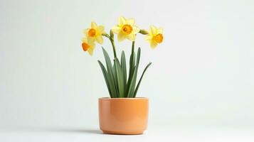 Photo of Narcissus flower in pot isolated on white background. Generative AI