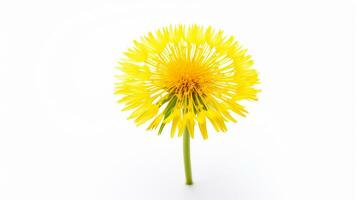 Photo of beautiful Dandelion flower isolated on white background. Generative AI