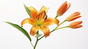 Photo of beautiful Tiger Lily flower isolated on white background. Generative AI