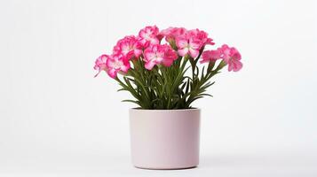 Photo of Dianthus flower in pot isolated on white background. Generative AI