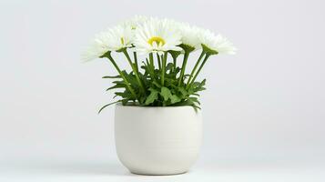 Photo of Shasta Daisy flower in pot isolated on white background. Generative AI