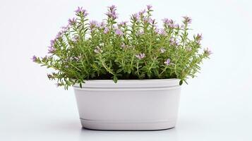 Photo of Thyme flower in pot isolated on white background. Generative AI