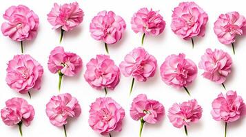 Dianthus flower patterned background. Flower texture background. Generative AI photo